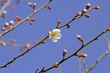 Plum flower