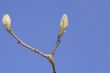 Magnolia buds