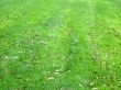Green grass and leaves