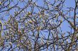 Early spring abstract