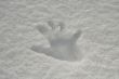 Hand print in snow