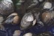Oysters