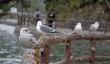 Seagulls on a fence