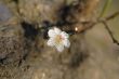 Plum flower