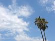 Palm trees and the sky