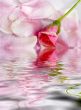 flower of a rose