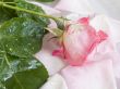 flower of a rose