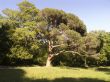 Old huge tree in ancient park