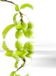 Branch green plums