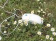 The computer mouse