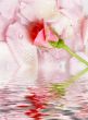 flower of a rose