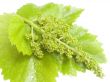 Cluster of a young grapes