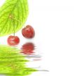 sweet cherry