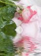 flower of a rose