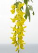 Flower of a yellow acacia