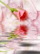 flower of a rose