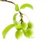 green plums