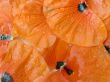 Petals of a poppy