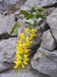 Flower of a yellow acacia