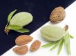 Fruits of almonds