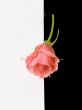 Flower of a rose