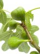 Fruits of a tree of a fig with leaves