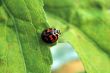 Ladybird crossing leafs