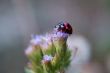 Ladybird on top of eupatorium catarium