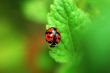 Ladybird on leaf