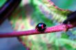 Walking ladybug along stem