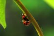 Ladybirds mating
