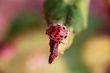 Small ladybug