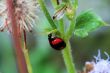 Ladybird hiding under a small leaf