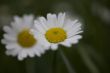 camomile