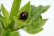 Top view of ladybird