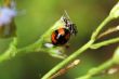 Ladybird with eupatorium