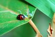 Ladybird with leaf