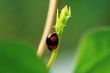 Escaping ladybird