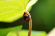 Ladybird hiding under leaf