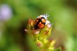Ladybird on flower facing downward