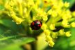 Ladybird with yellow flower
