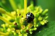 Ladybug on flower
