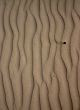 Sand ripples