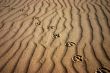 Track in sand