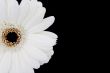 white gerbera with copyspace