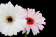 two gerber daisies on black