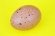 brown specked egg