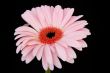 pink gerbera