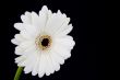 white gerber daisy