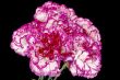 pink carnation boqouet